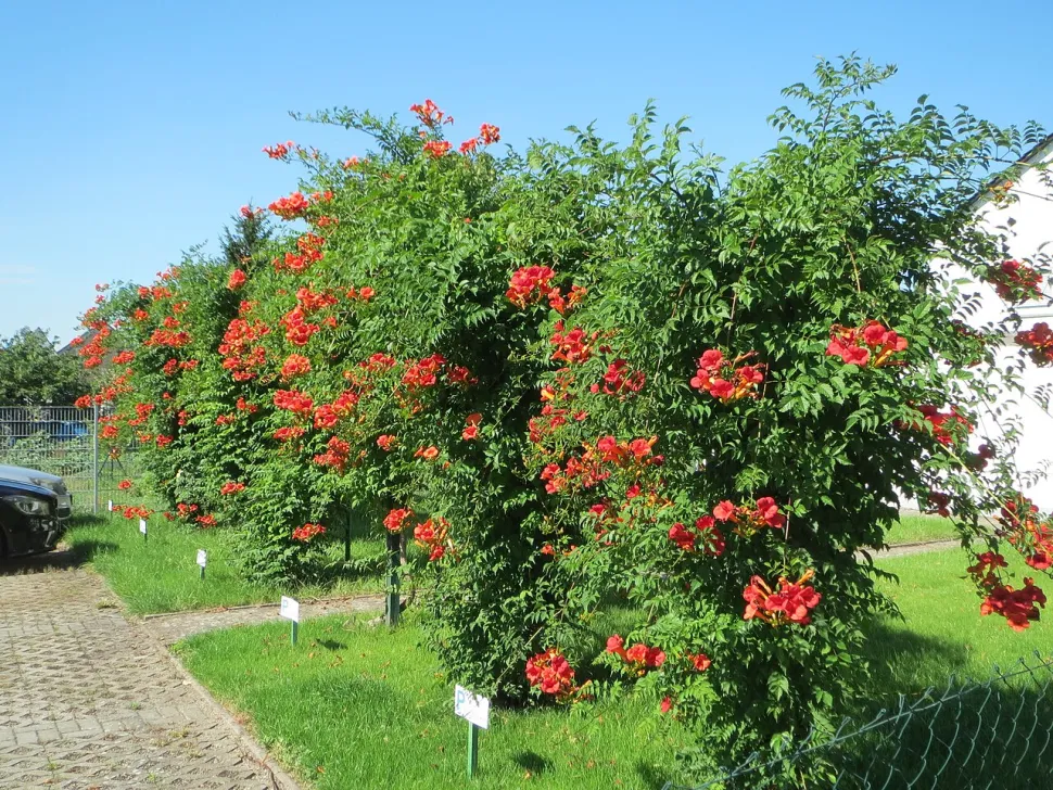 Red bignone Campsis x tagliabuana