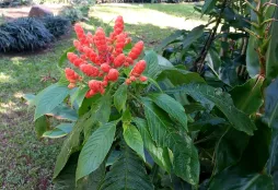 Aphelandra sinclairiana en el suelo