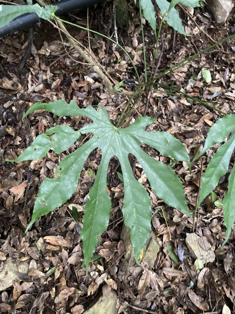 Fliget blad af Fatsia polycarpa