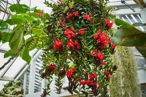 Aeschynanthus pulcher in sospensione