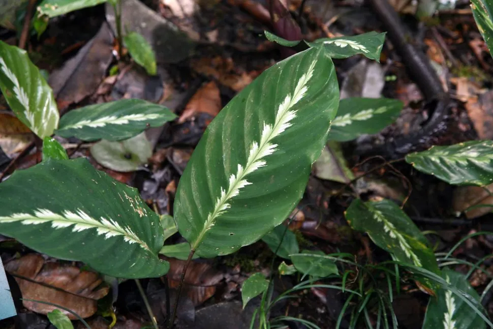 To-farvede blade Calathea louisae