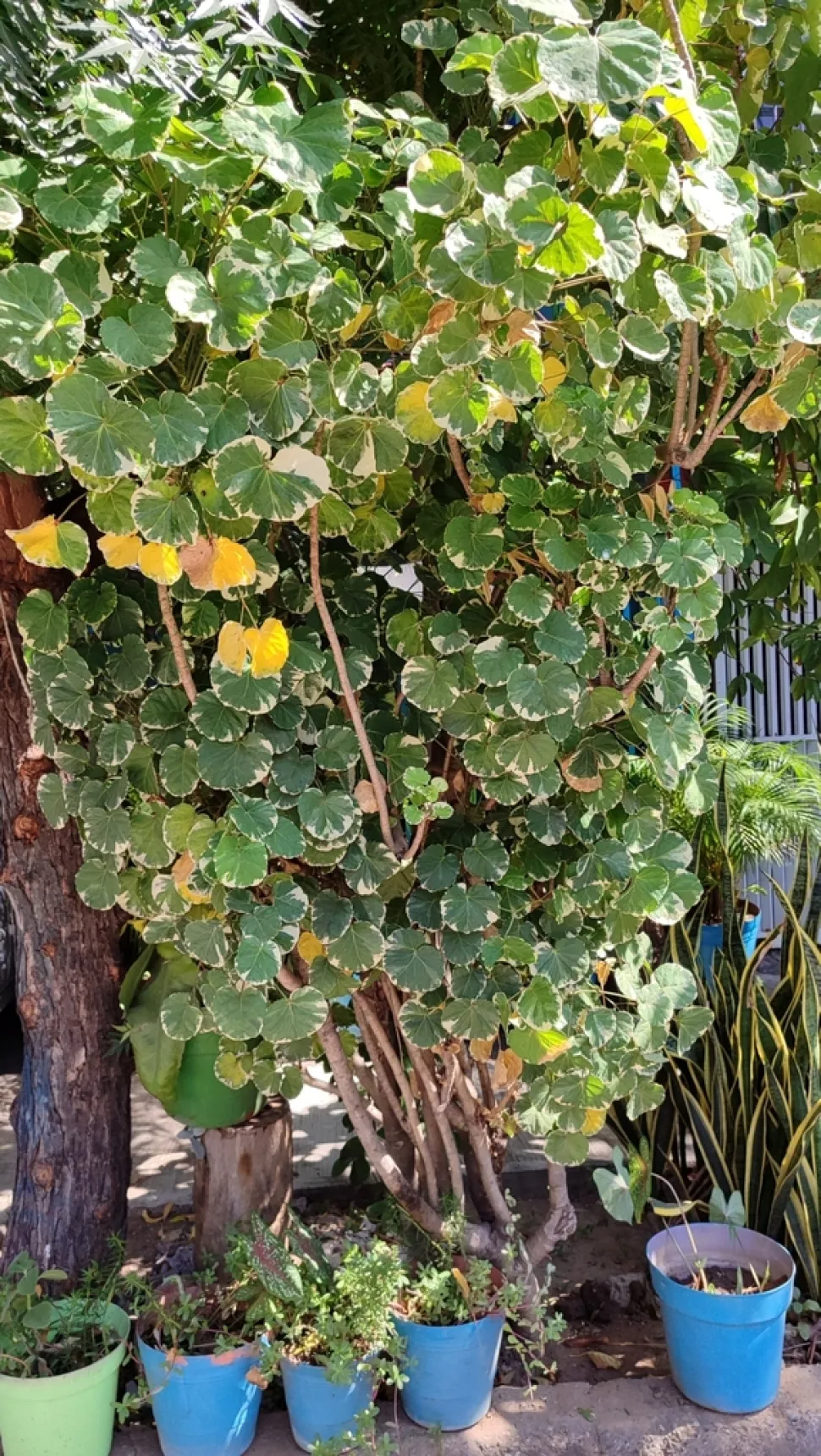 Polyscias balfouriana marginata i en potte