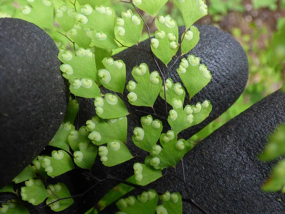 Sporangia van Adiantum raddianum