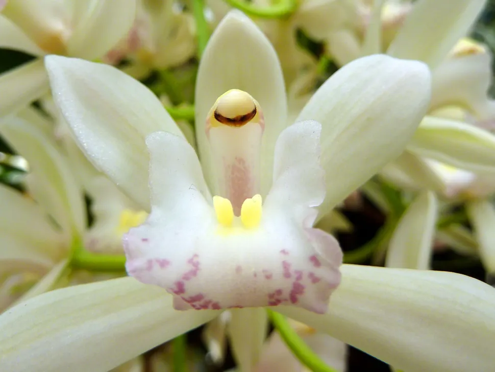 Boot-Orchidee mit weißen Blüten und rosafarbener Lippe
