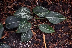 Fogliame maculato di Aglaonema
