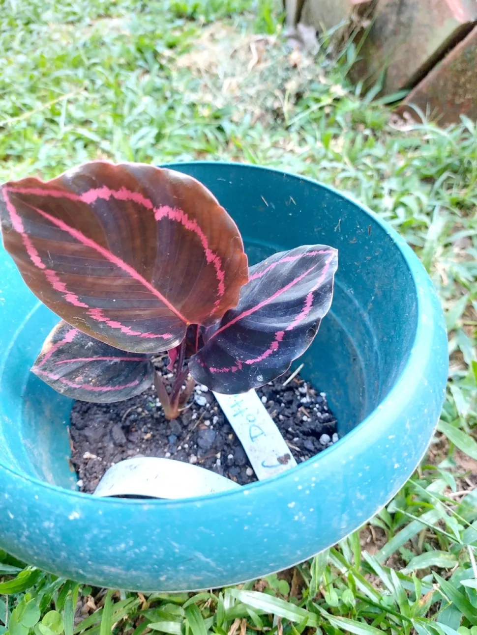 Jonge Calathea 'Dottie