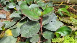 Peperomia clusiifolia grün und rot