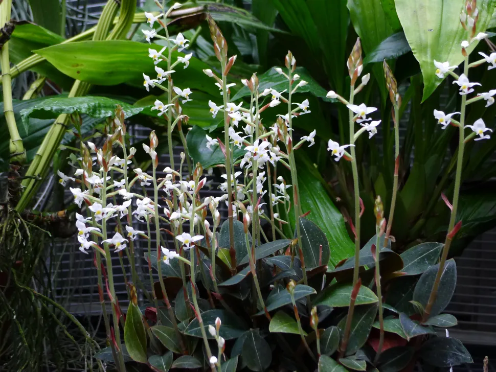 Orchidea gioiello fiori bianchi Ludisia discolor