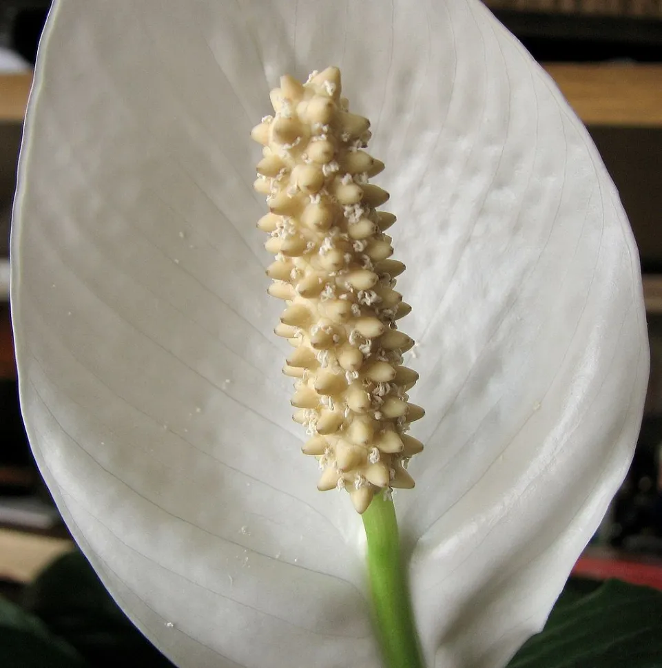 Spathiphyllum Diamond Variegata flower