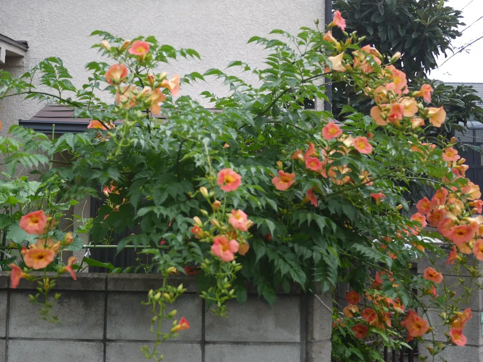 Bardana cinese Campsis grandiflora