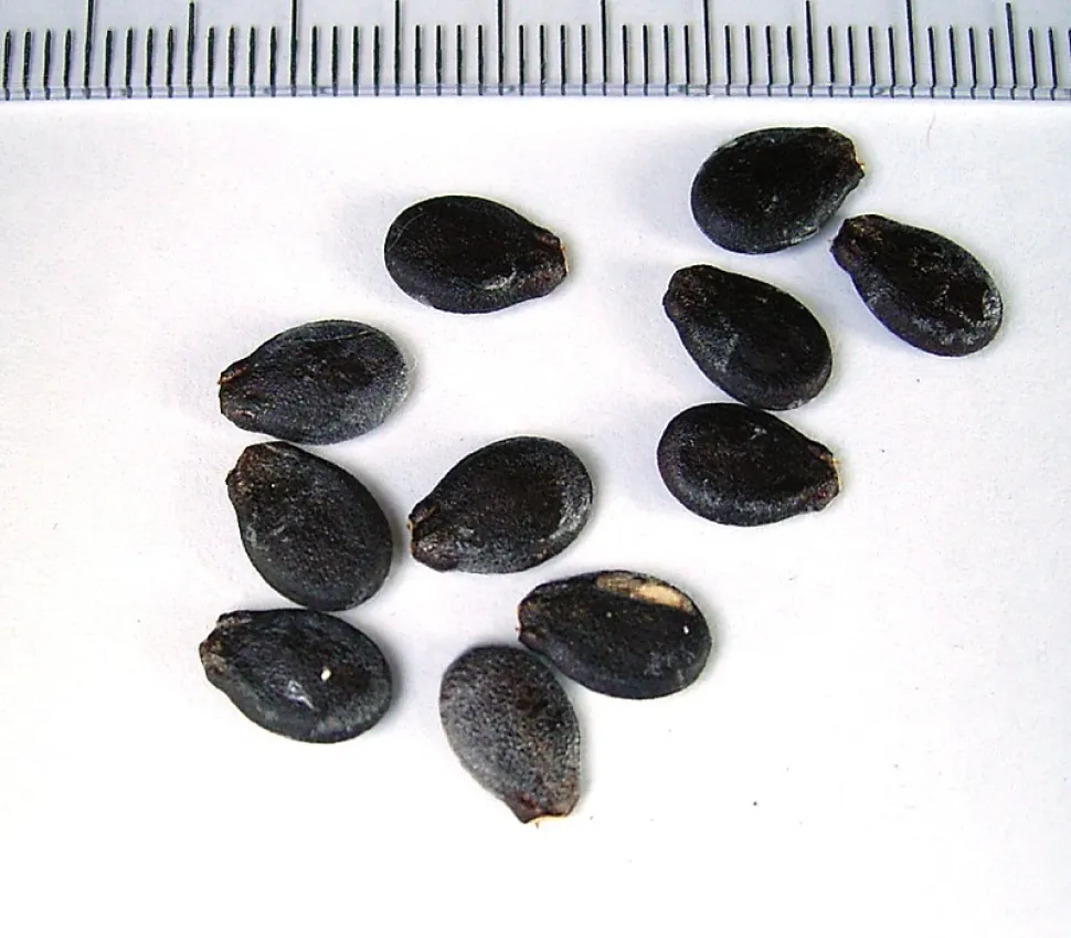 Semillas de sandía