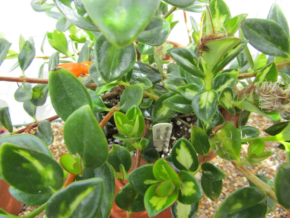 Feuilles panachées Nematanthus variegata