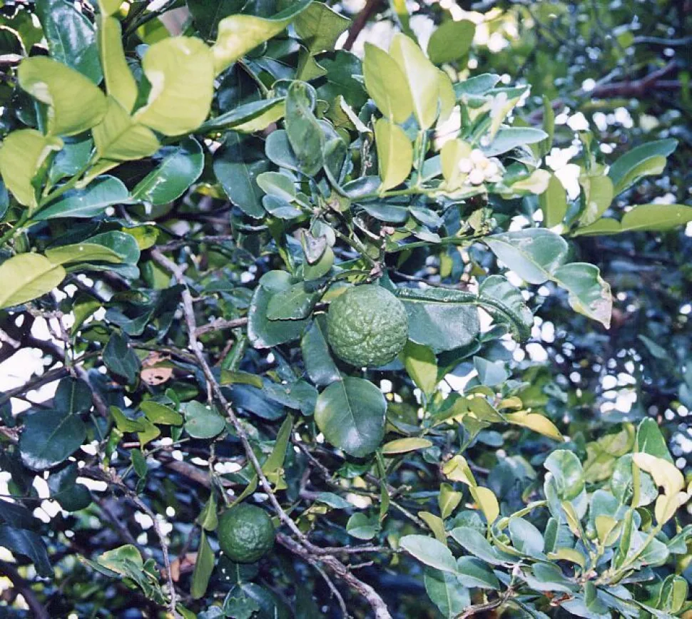 Frutti di Citrus hystrix