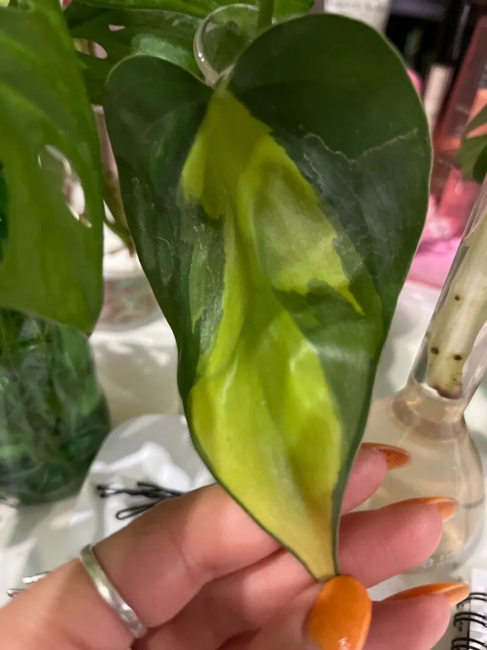 Herzförmige Blätter Philodendron Brasil