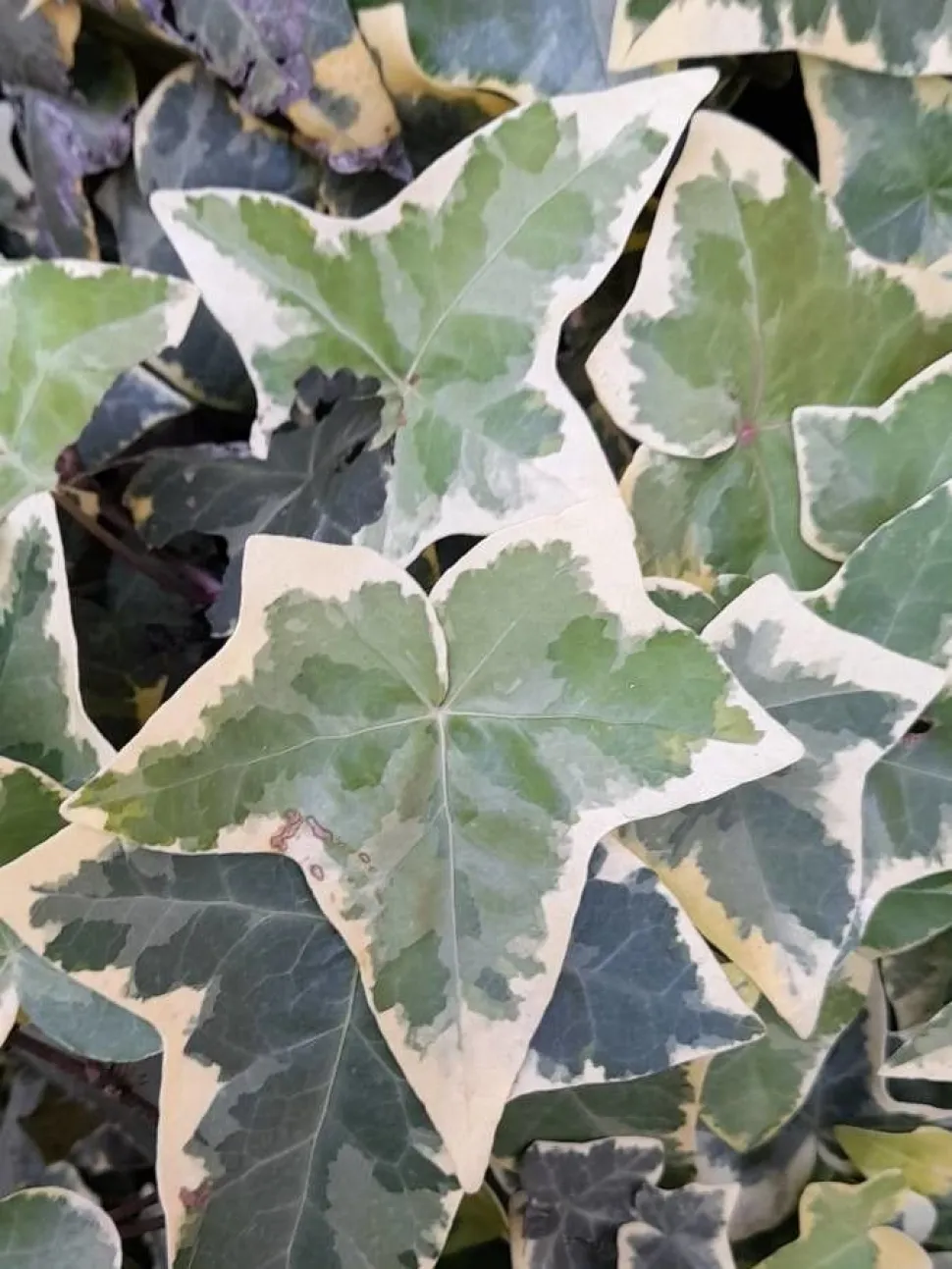 Folhas variegadas Hedera helix 'Eva