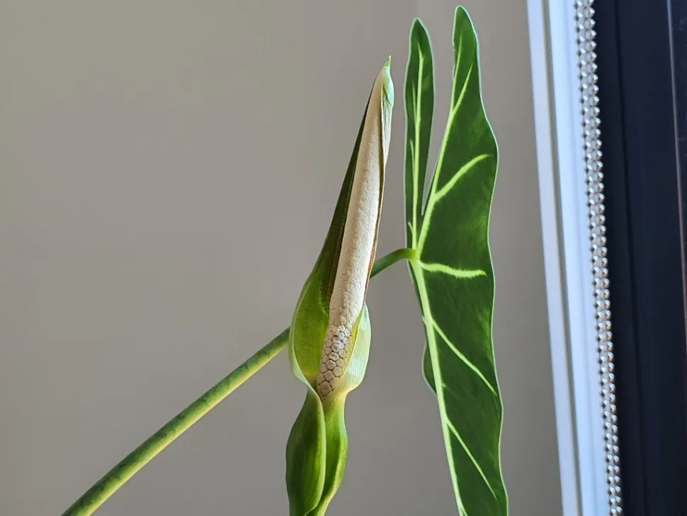 Fiore di Alocasia micholitziana