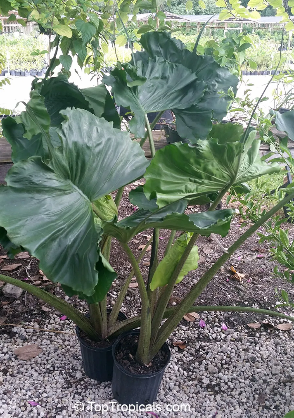 Alocasia Stingray im Topf