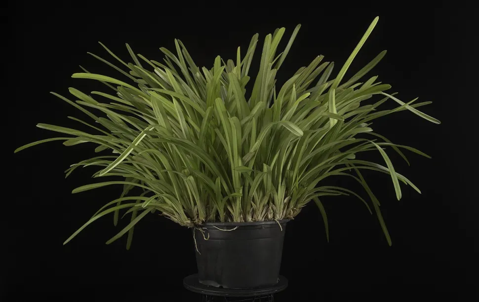 Orchideenblatt Cymbidium aloifolium