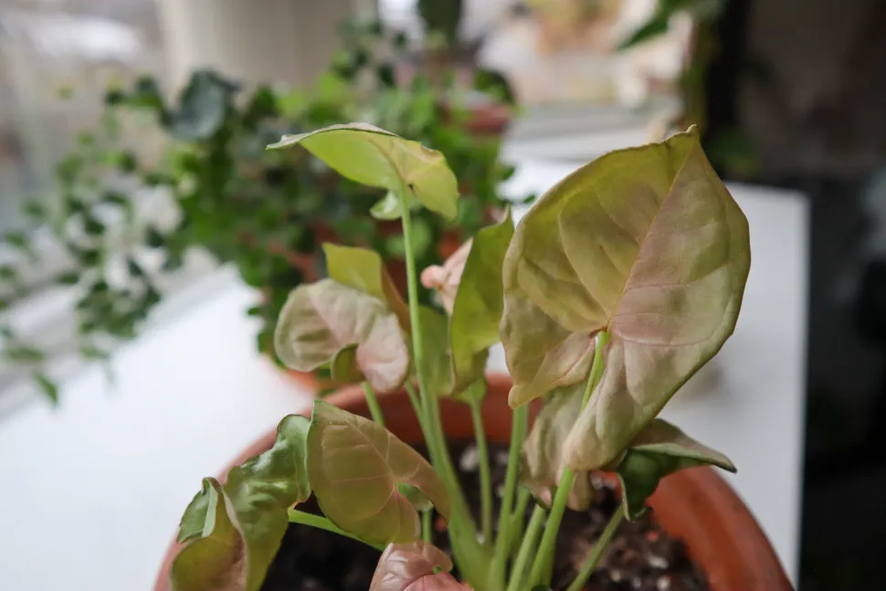 Primer plano de hojas rosas Syngonium Neon Robusta