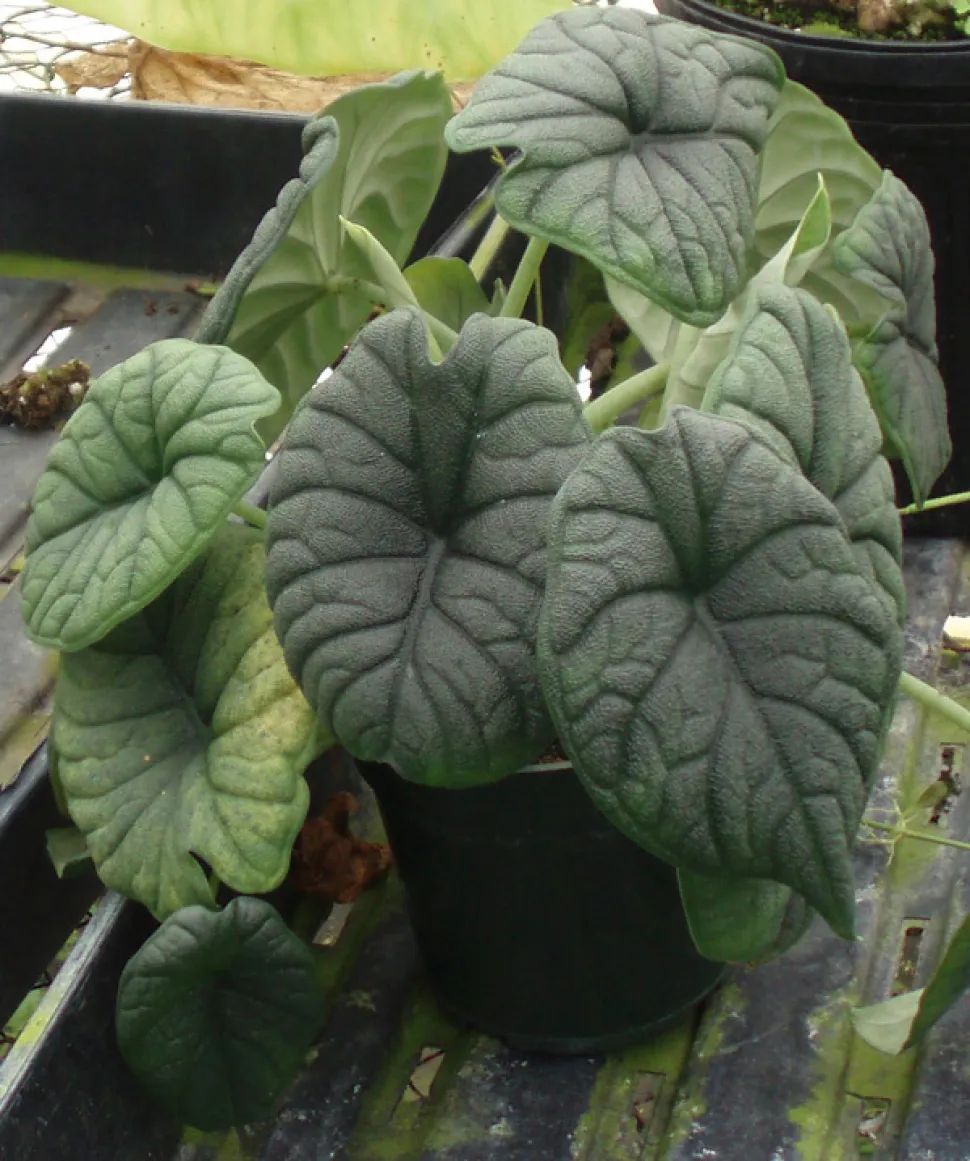 Alocasia rugosa in vaso