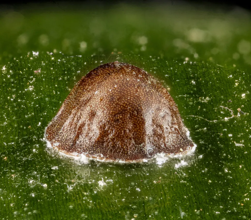 Schaal insect