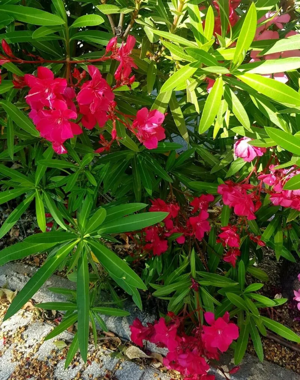 Rama en flor de Nerium oleander Battle Giant
