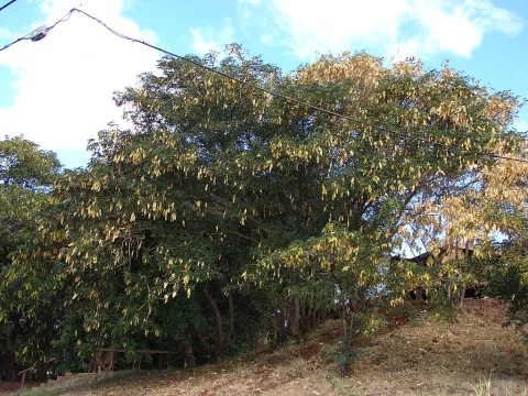 Albizia lebbeck siris