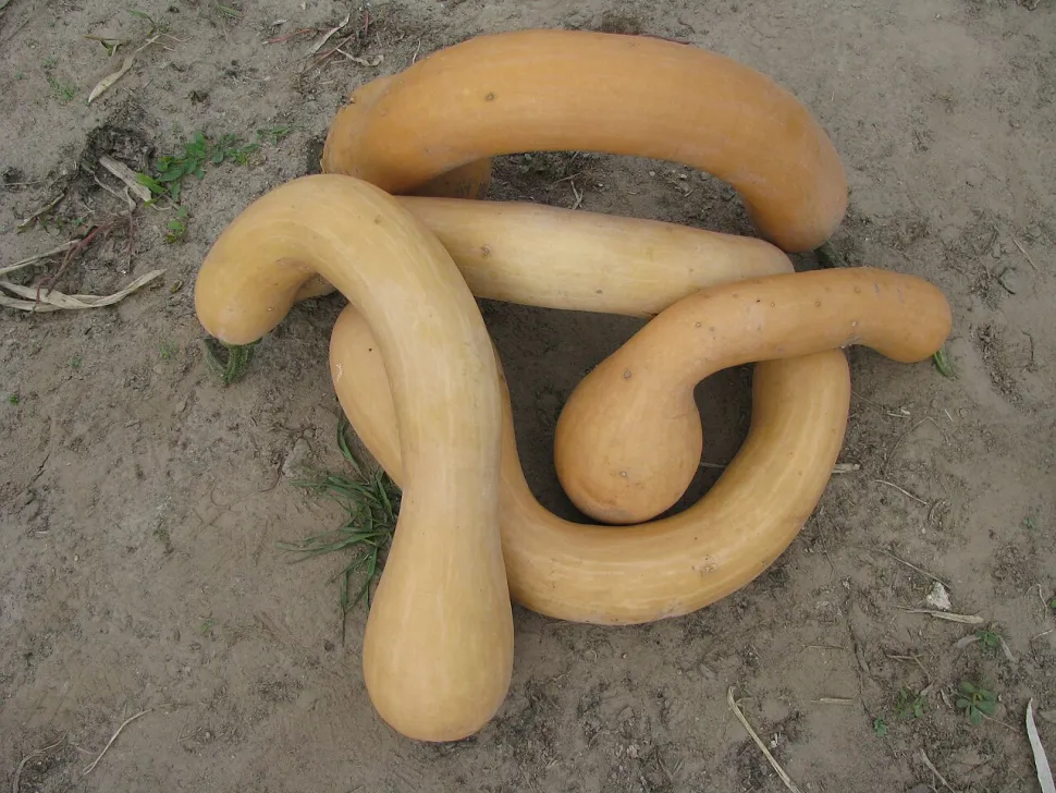 Cucurbita moschata courge allongée