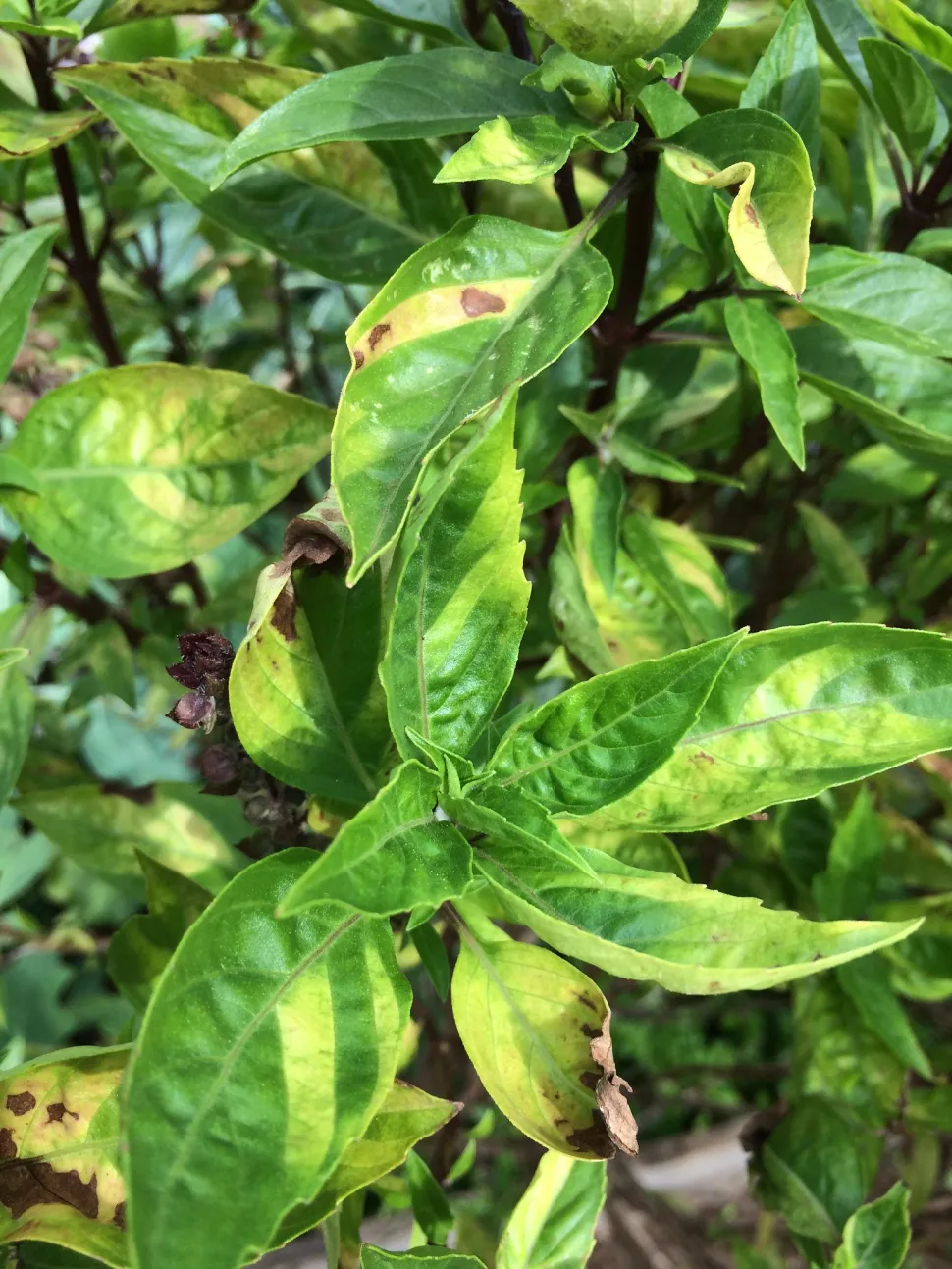 Foglie di basilico attaccate dalla muffa