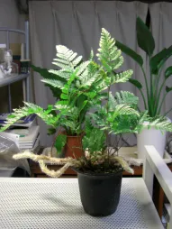 Potted rabbit's foot fern