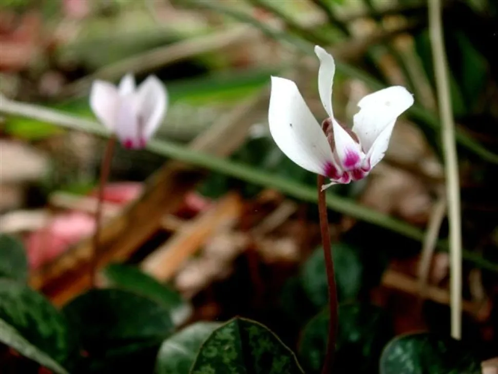 Cyclamen hederifolium blanc