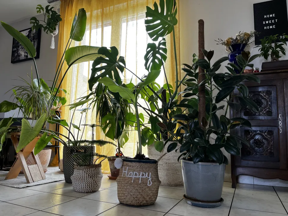 Monstera calathea alocasia parte della collezione di piante da appartamento