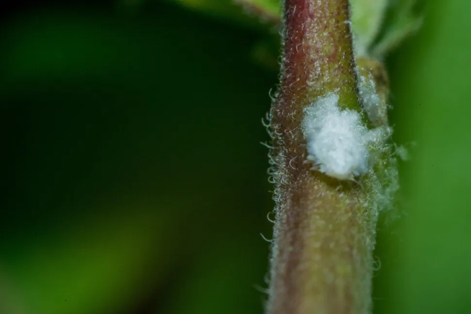 White moss Cuckoo spit Leafhopper