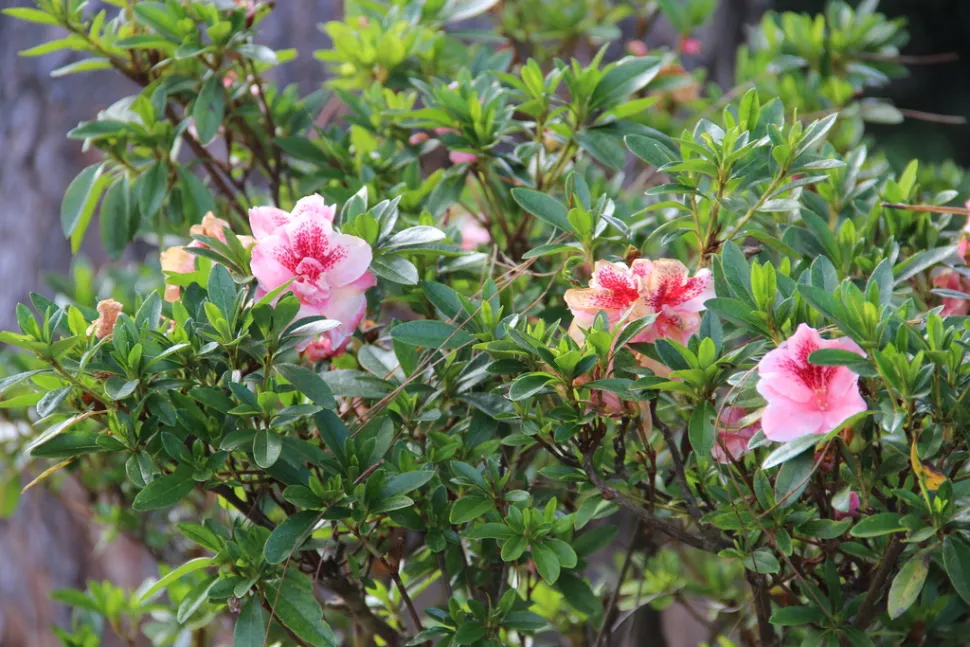 Azálea de florista cor-de-rosa e branca
