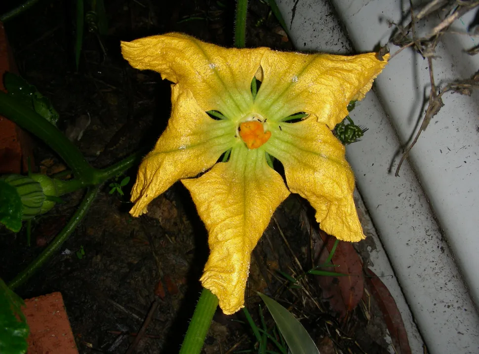 Waltham butternut squash yellow flower