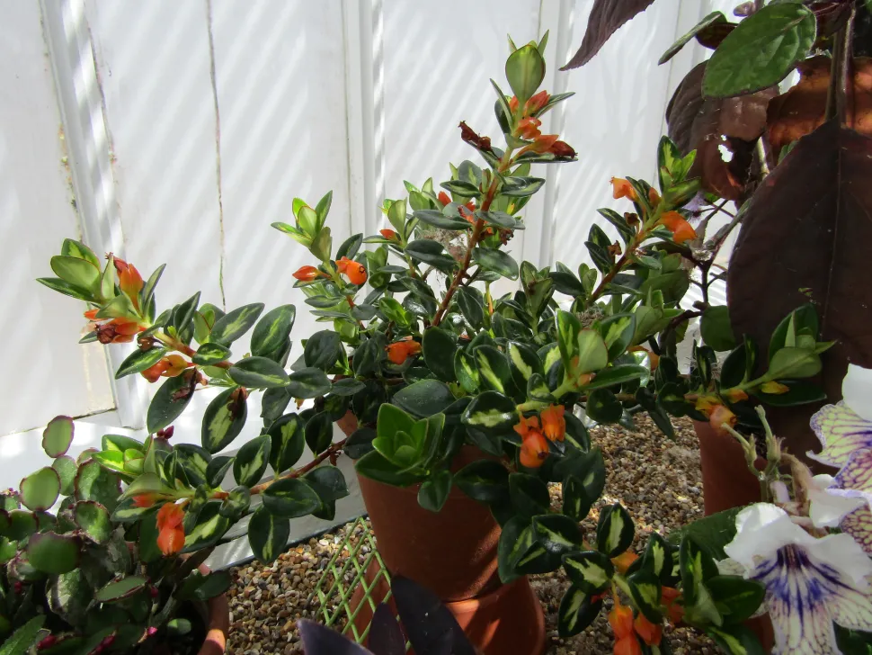 Nematanthus gregarius variegata en pot