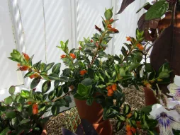 Nematanthus gregarius variegata in een pot