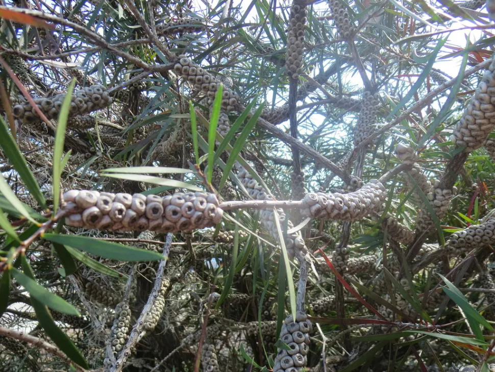 Früchte Melaleuca glauca