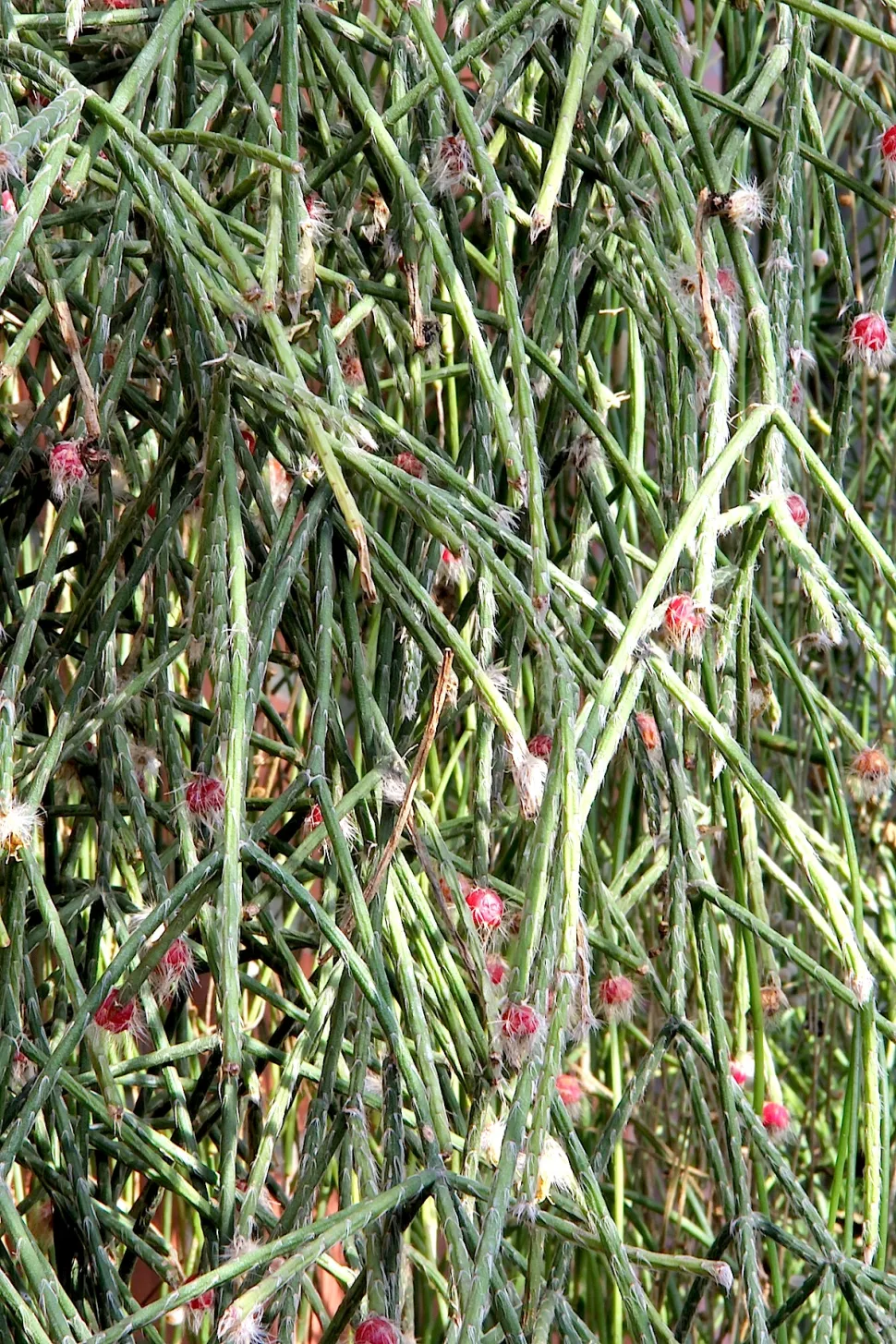 Rhipsalis pilocarpa mit Beeren