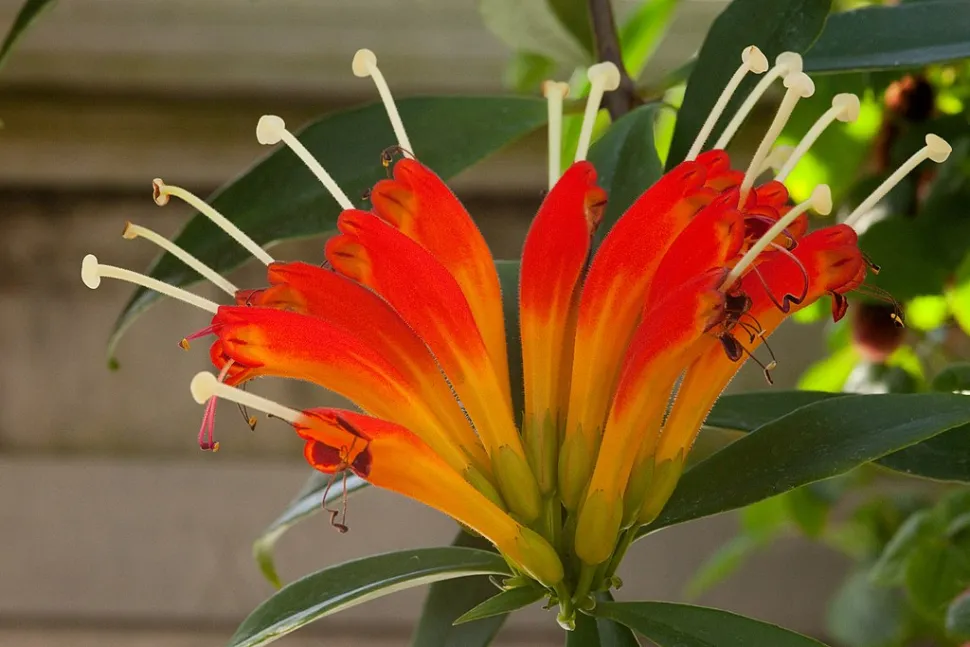 Flor de Aeschynanthus speciosus