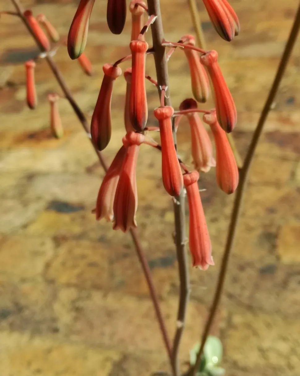 Gonialoe dinteri blomster