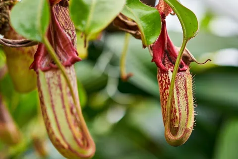 Fleischfressende Pflanzen Urnen Nepenthes