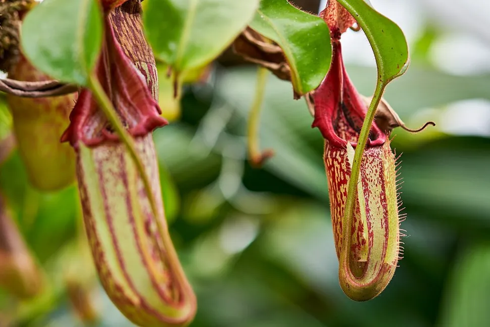 Vleesetende planten urnen Nepenthes