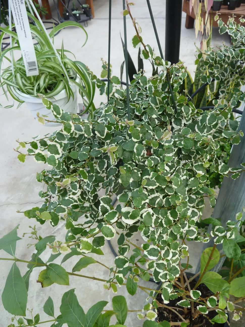 Ficus pumila im Topf