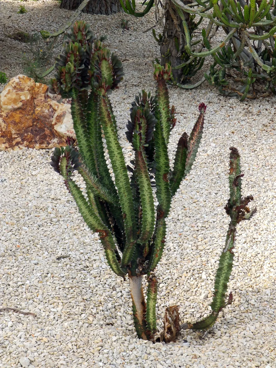 Euphorbia trigona 'Rubra' in de grond