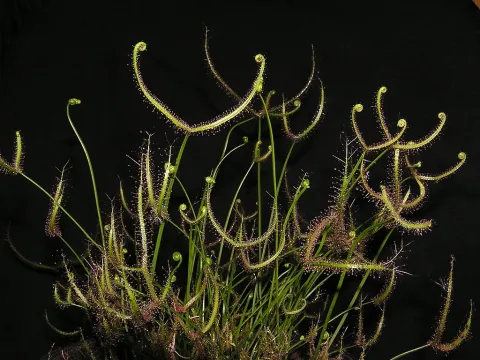 Drosera binata kødædende plante