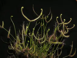 Drosera binata vleesetende plant