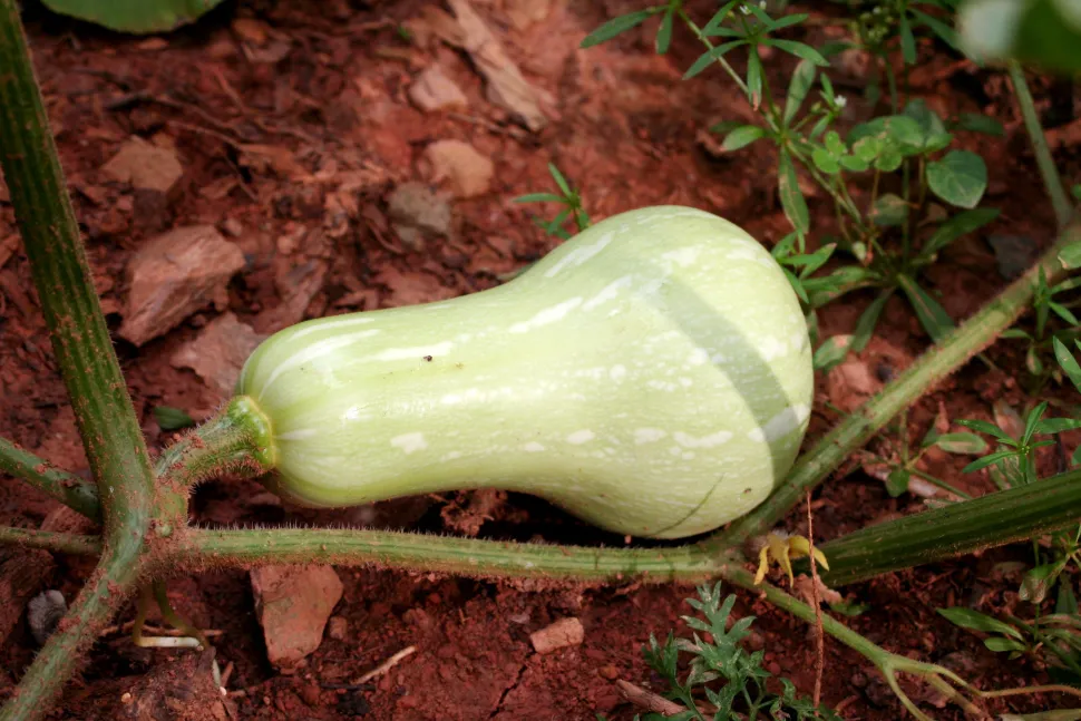 Courge butternut vert pâle