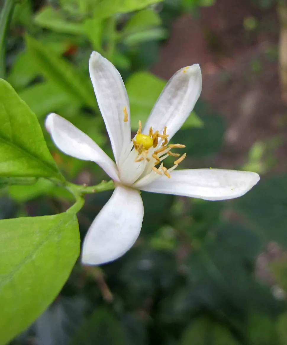 Hvid mandarinblomst Citrus reticulata