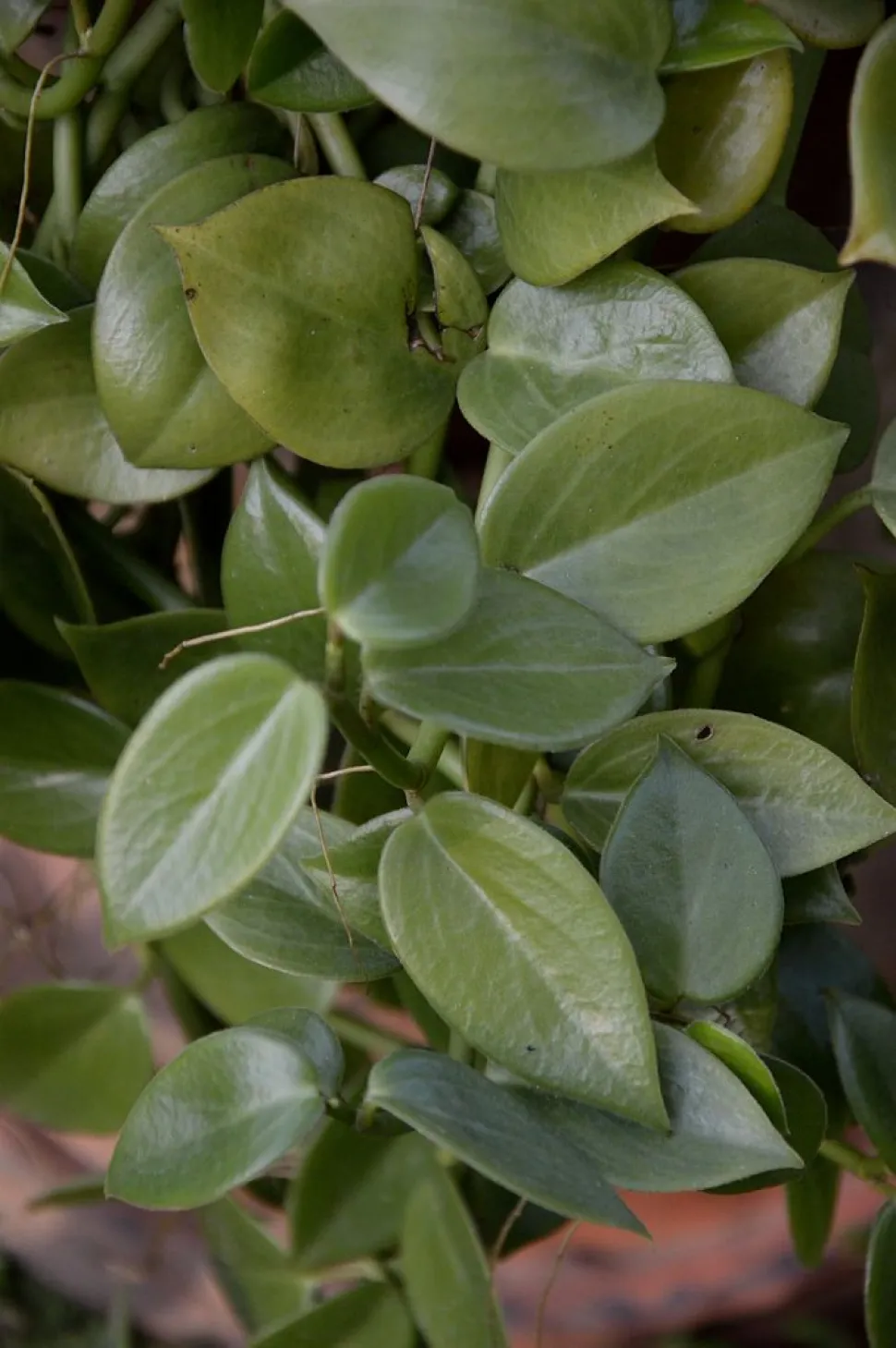 Hojas no variegadas de Peperomia serpens